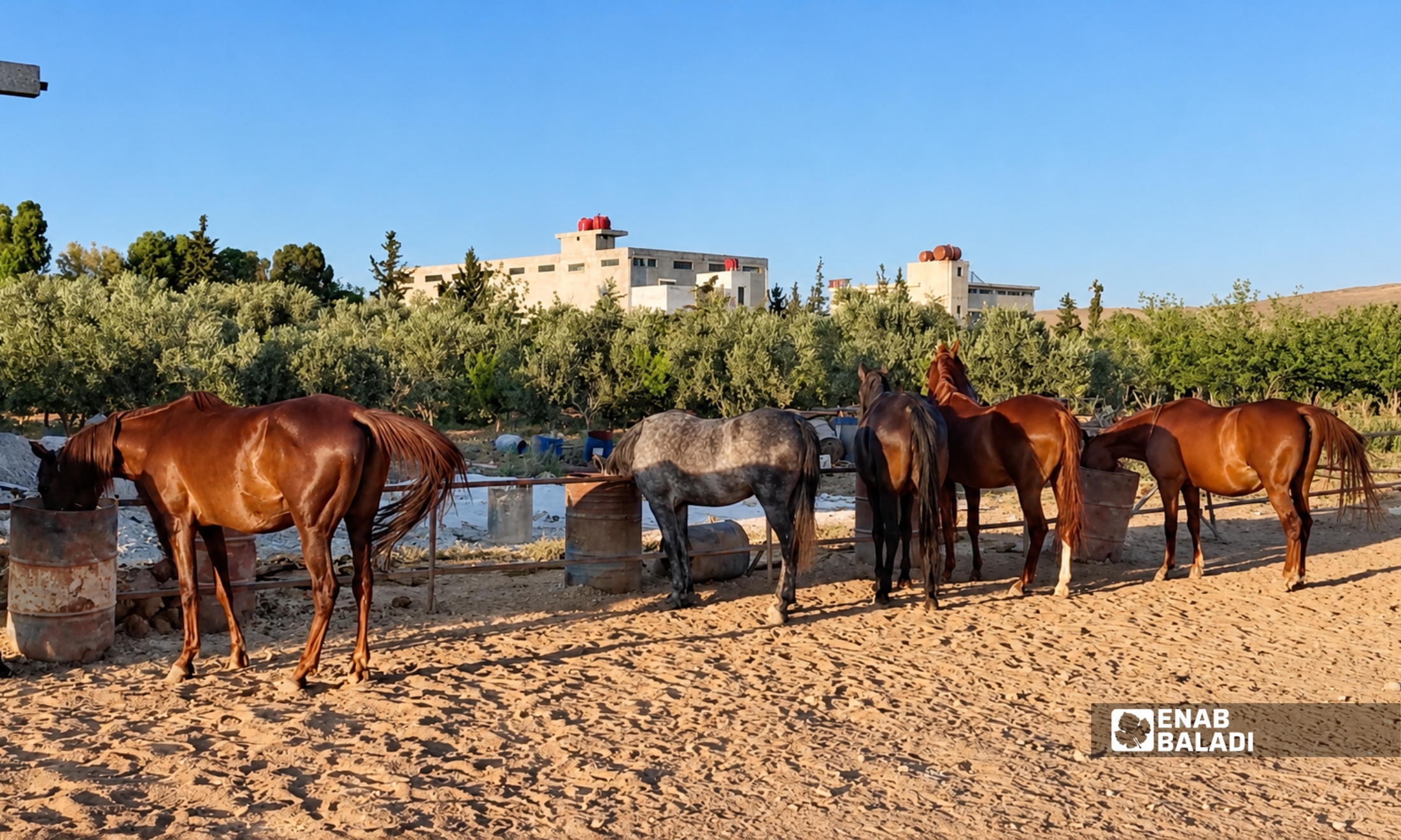 خيل في مزرعة بمدينة داريا - 21 آب 2026 (عنب بلدي - سعيد خشفة)