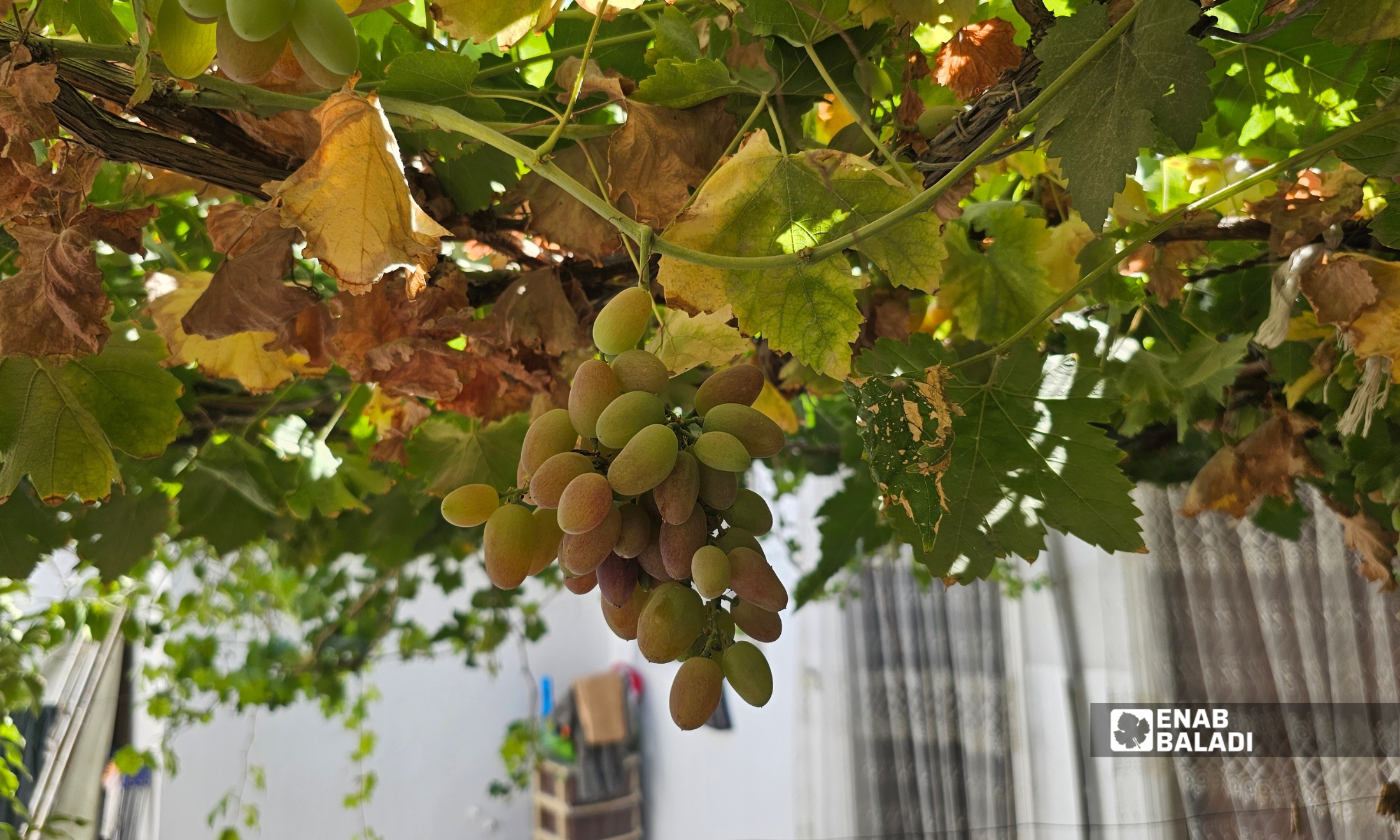 زراعة العنب في داريا.. هوية المدينة وأساس كرومها 13 عناقيد العنب متدلية من عريشة في أرض النباعات شرقي داريا - تموز 2026 (عنب بلدي)