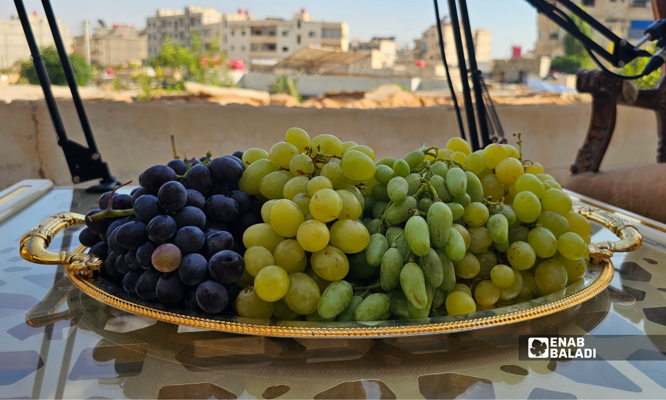 زراعة العنب في داريا.. هوية المدينة وأساس كرومها 12 اصناف مختلفة من عنب داريا - تموز 2026 (عنب بلدي)