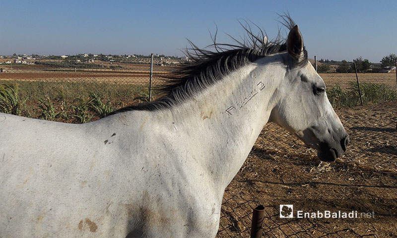 Horses in the northern Homs countryside - 2017 (Enab Baladi)