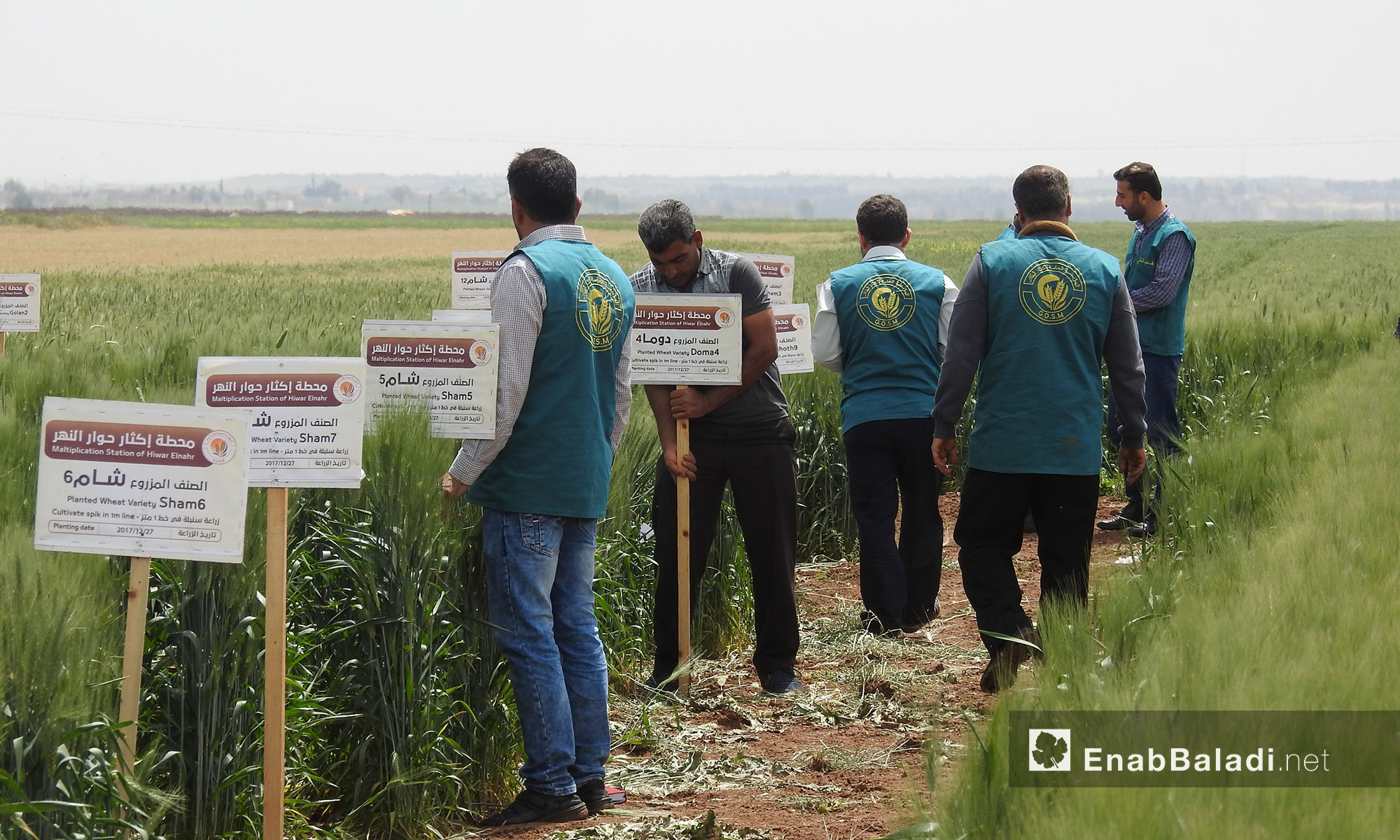 A project by the General Organization for Seed Multiplication in the northern countryside of Aleppo – May 18, 2018 (Enab Baladi)