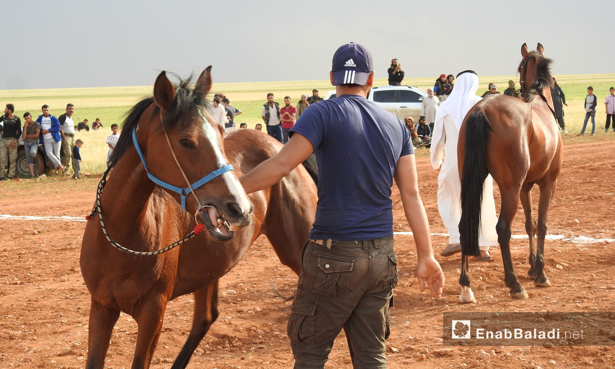 Olive Branch Festival for Arabian horses in the town of al-Nu