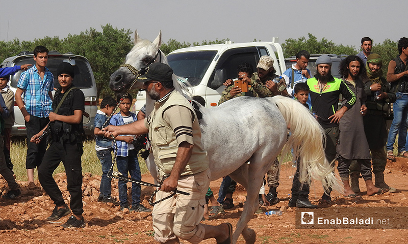 Olive Branch Festival for Arabian horses in the town of al-Nu'man in eastern Aleppo – May 5. 2018 (Enab Baladi)
