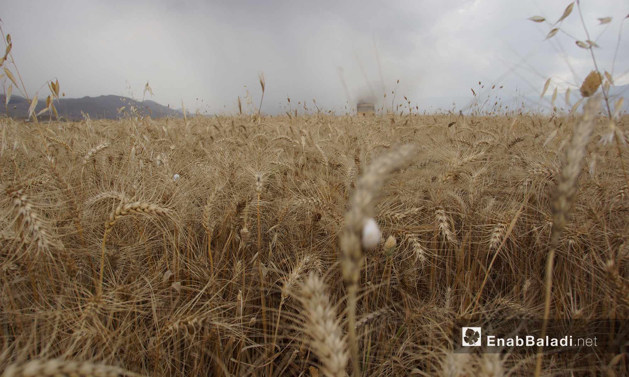 The wheat harvest in al-Ghab plain in rural Hama- May 29, 2018 (Enab Baladi)
