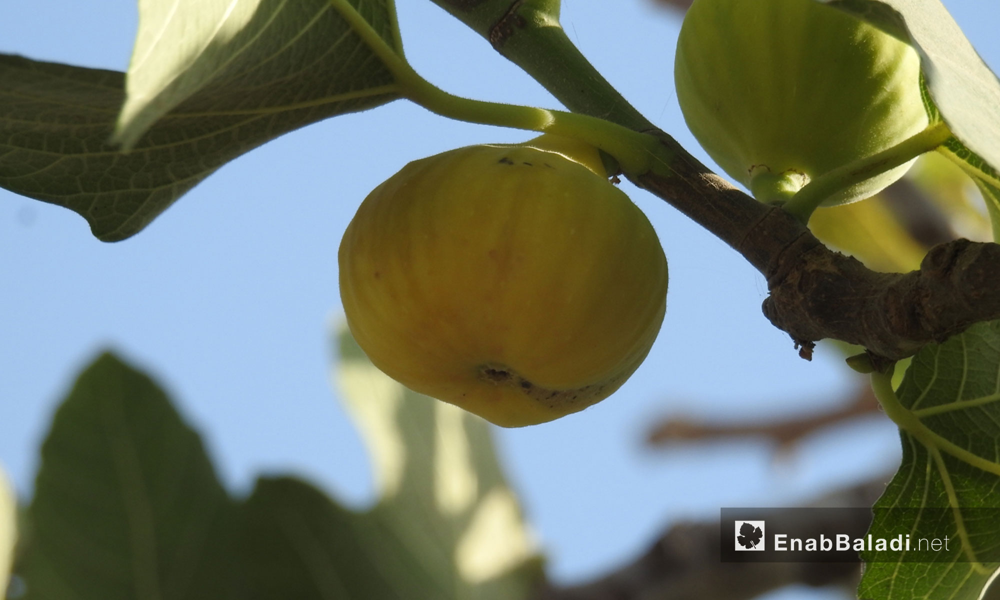 The figs season in the northern countryside of Aleppo – July 24, 2018 (Enab Baladi)
