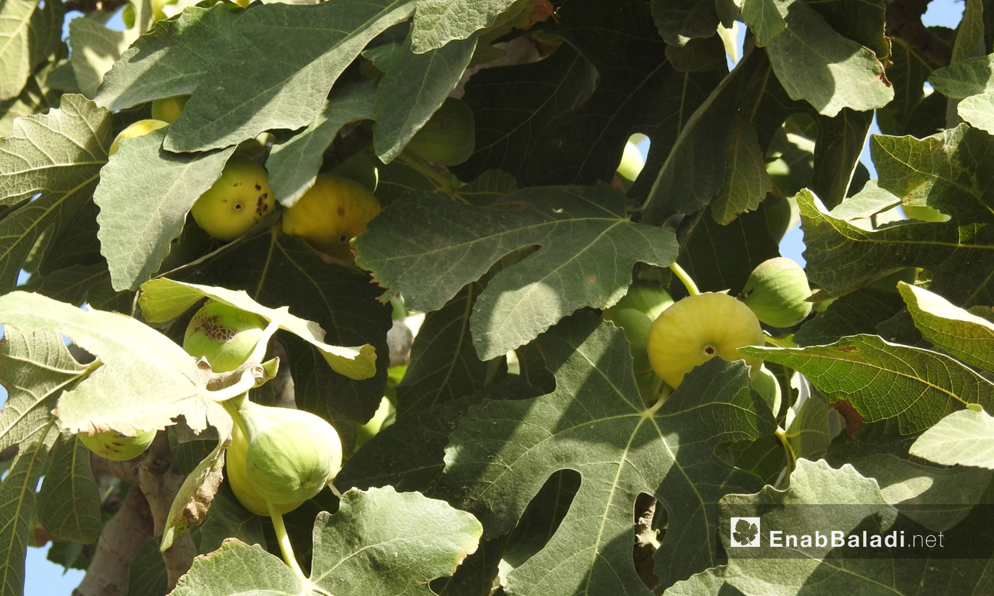 The figs season in the northern countryside of Aleppo – July 24, 2018 (Enab Baladi)