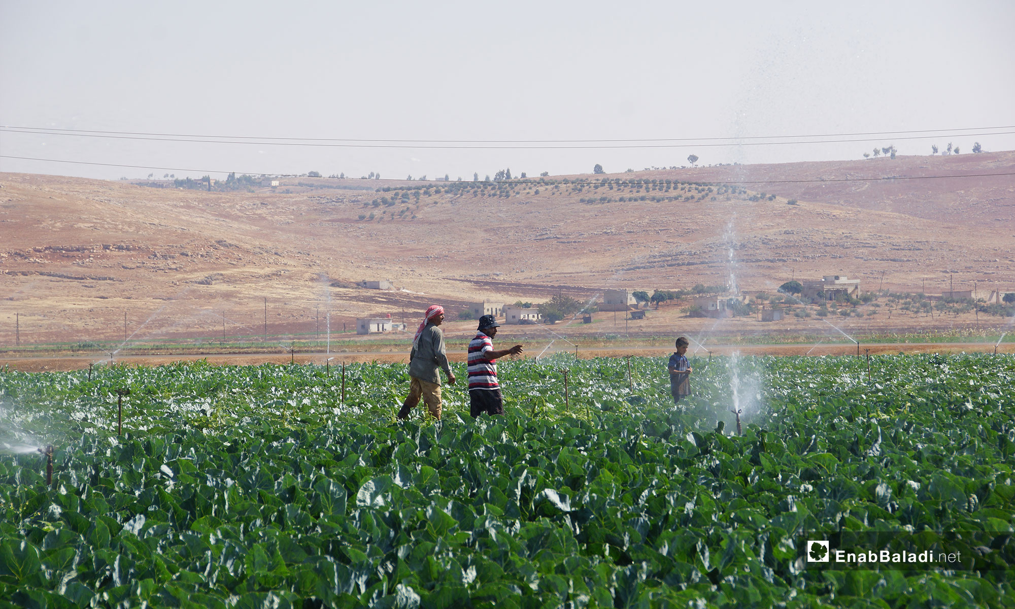 Vegetable farming in rural Hama – August 29, 2018 (Enab Baladi)