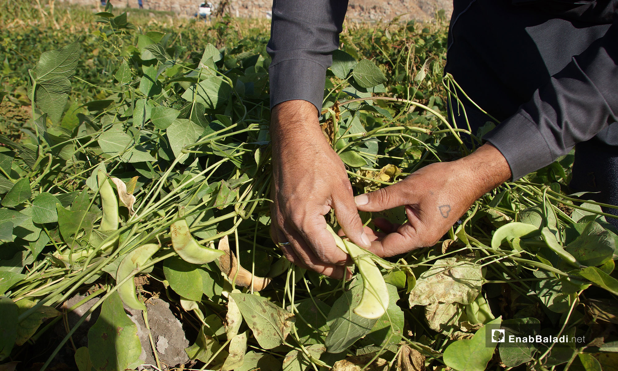 Kidney beans being harvested in the al-Ghab Plain, rural Hama – 31 October 2018 (Enab Baladi)