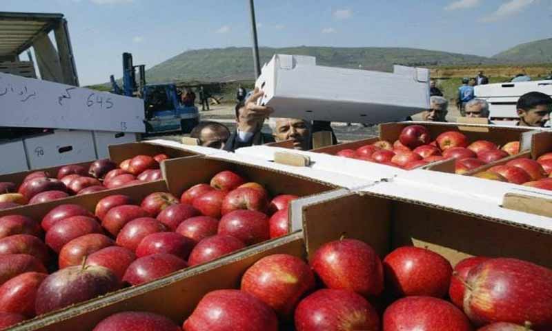 Amounts of Syrian apple on the Jordanian market (alwakaai_news)