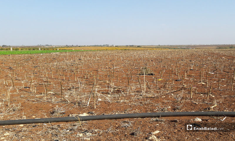 A farm at the al-Ashari town, forsaken due to mines (Enab Baladi)