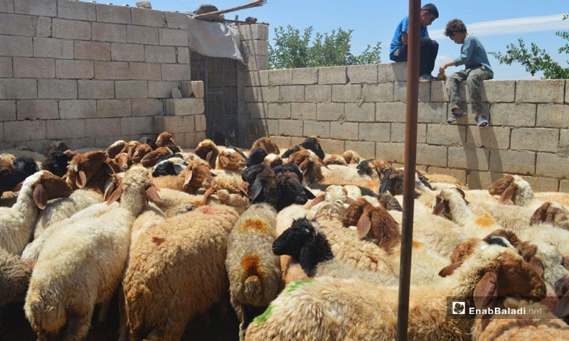 Sheep in a barn, southern rural Idlib (Enab Baladi)