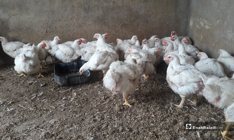 Chickens raised in a poultry farm in the city of Tafas, rural Daraa – March 22, 2019 (Enab Baladi)