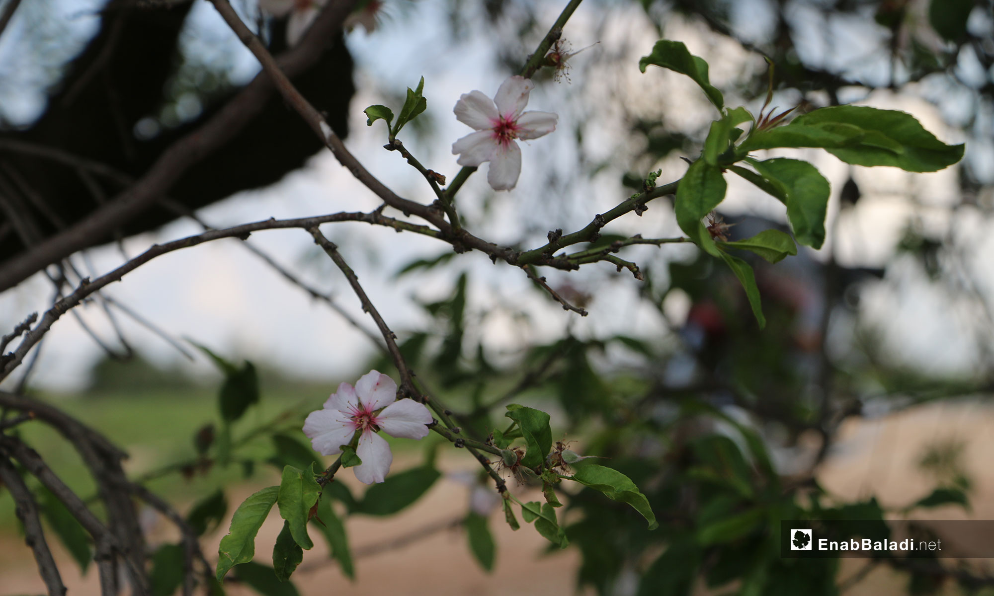 Flowers of almond trees blossoming in northern rural Aleppo – April 10, 2019 (Enab Baladi)