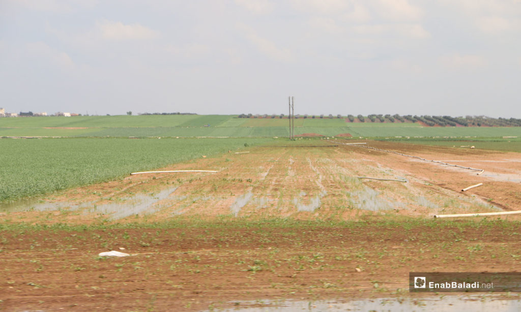 The destruction that befell large agricultural areas in northern rural Aleppo – April 4, 2019 (Enab Baladi)