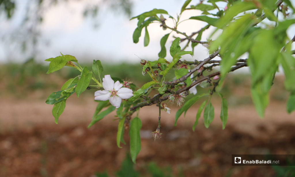 Flowers of almond trees blossoming in northern rural Aleppo – April 10, 2019 (Enab Baladi)