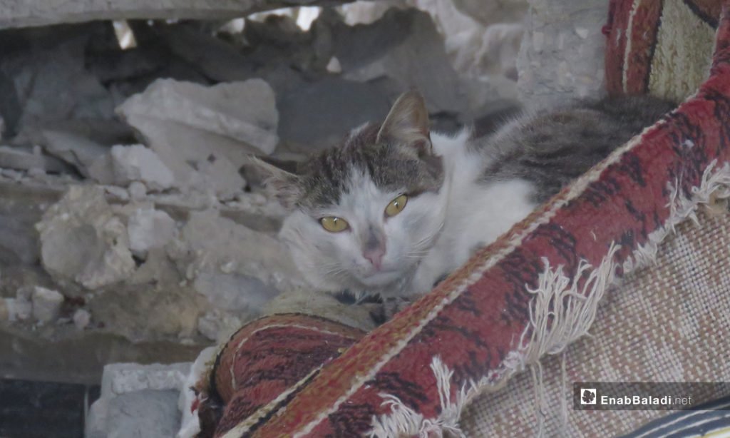 A cat hiding in the debris of the houses in the village of al-Sharia in al-Ghab Plain, rural Hama – March 31, 2019 (Enab Baladi)