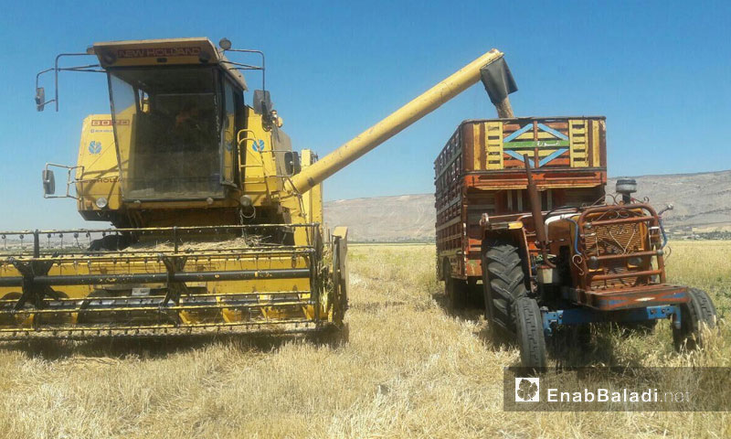 Wheat harvest in the al-Ghab Plain in rural Hamra (Enab Baladi)
