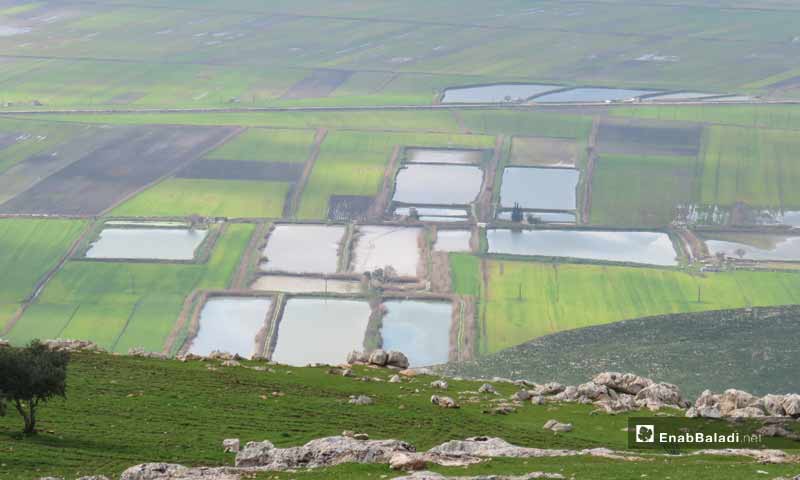 Fish farms in Al-Hwaiz area - 12 April 2019 (Enab Baladi)