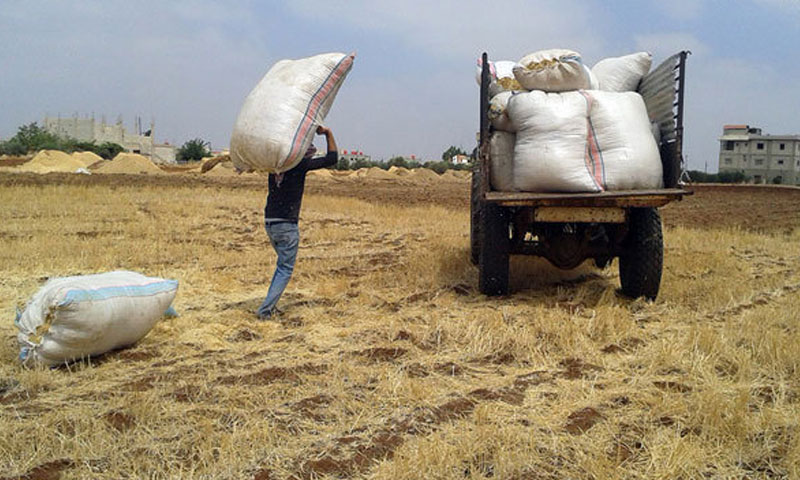 Barley harvest season in rural Swaida - 4 August 2018 (SANA)