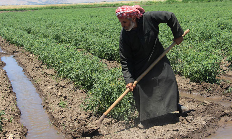 A project to support agriculture in al-Roj valley in Idlib (provided by Hand In Hand For Aid and Development)