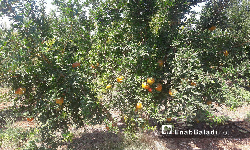 Pomegranate trees in Tafass town, western rural Daraa – August 31, 2019 (Enab Baladi)