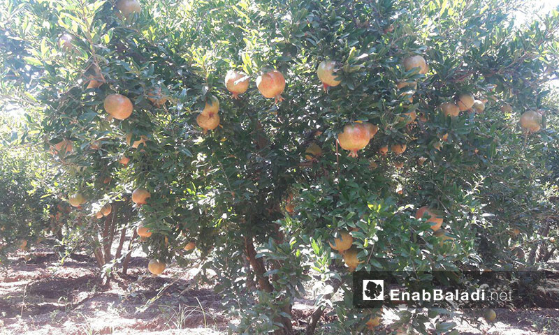 Pomegranate trees in Tafass town, western rural Daraa – August 31, 2019 (Enab Baladi)