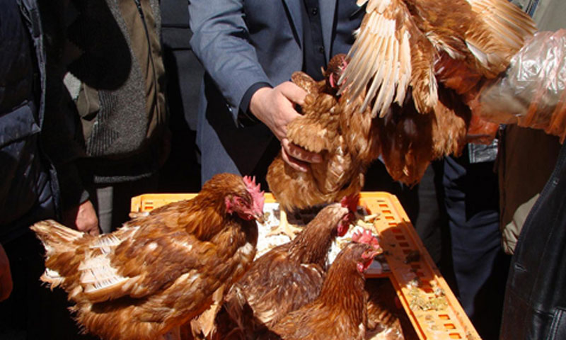 A project to support poultry production in rural Damascus and Homs, implemented by the UN Food and Agriculture Organisation (FAO)