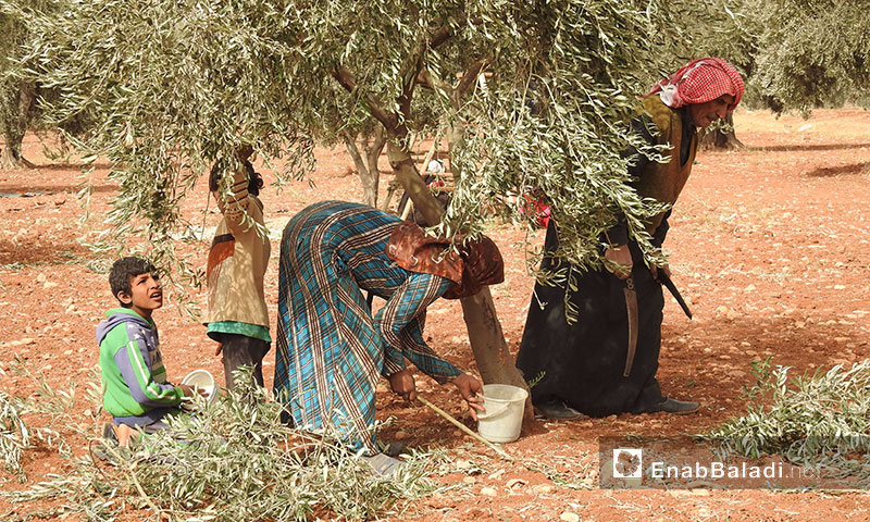 A Syrian family collect olives in an olive grove in the northern countryside of Aleppo- 26 October 2017 (Enab Baladi)