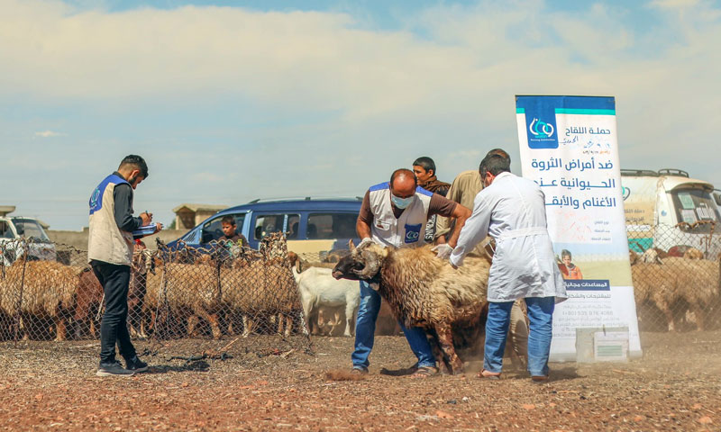 Livestock vaccination campaigns in the provinces of Idlib and Aleppo- 14 October,  2019 (Watan organization)