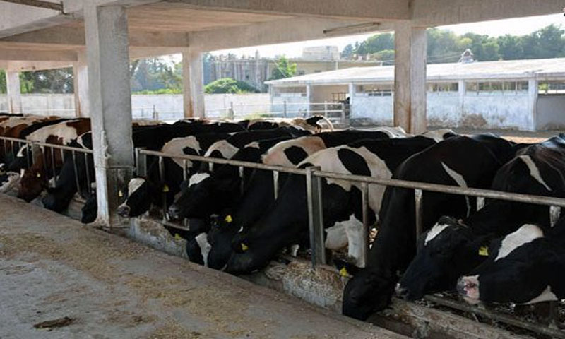 A herd of cows eating hay in cowshed on a dairy farm in the countryside of Homs - 20 November 2019 (SANA)