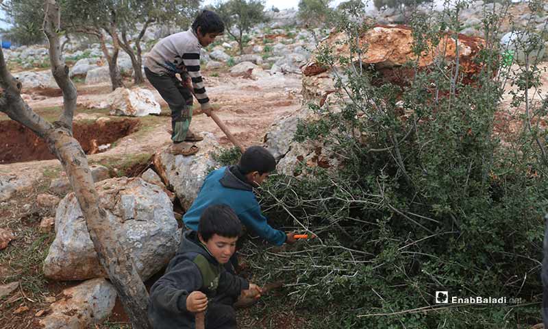 Syrian children pick up tree branches to light a fire for warmth in the cruel winter, amid lack of heating supplies in the village of Barisha in Idlib  - 19 February 2020 (Enab Baladi) 
