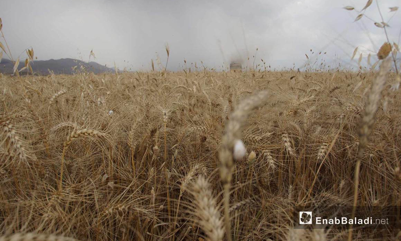 Harvesting wheat in al-Ghab Plain, Hama countryside - 29 May 2018 (Enab Baladi)