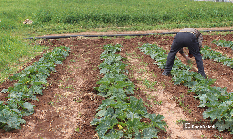 A man planting seasonal crops in al-Rouge Plain of rural Idlib – 16 April 2020 (Enab Baladi)