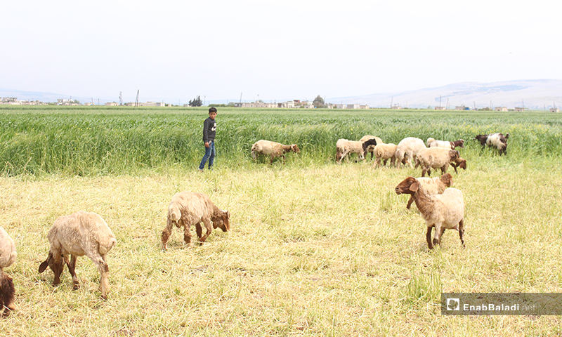 A child herding sheep in al-Rouge Plain of rural Idlib – 16 April 2020 (Enab Baladi)