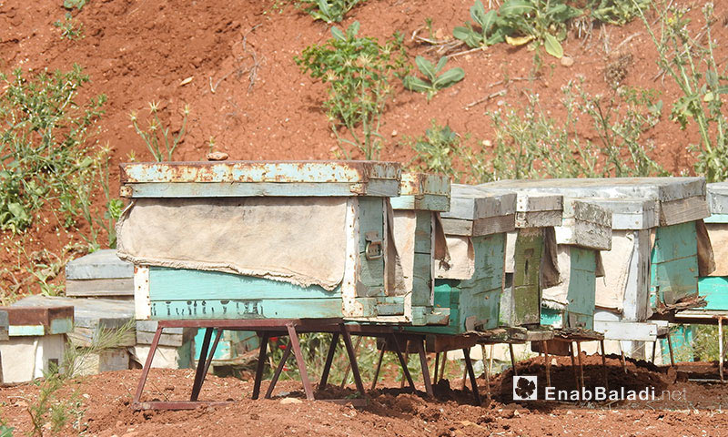 Beehives in Dabiq town in northern Aleppo countryside - 18 May 2017 (Enab Baladi)