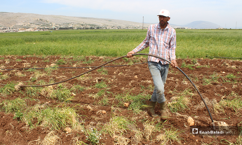 A man irrigating crops in al-Rouge Plain of rural Idlib – 16 April 2020 (Enab Baladi)