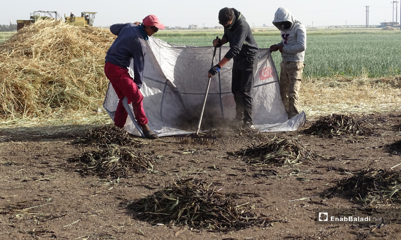 Field workers gathering the burned wheat and putting it in bags to move it to the next stage of the freekeh grains preparation process in northern Aleppo countryside – 18 May 2020 (Enab Baladi /Abdul al-Salam Majaan)