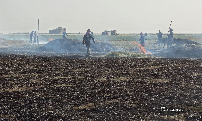 The process of burning piles of green durum wheat before its ripeness to prepare the freekeh grains in Ihtimalat town of northern Aleppo – 18 May 2020 (Enab Baladi /Abdul al-Salam Majaan)