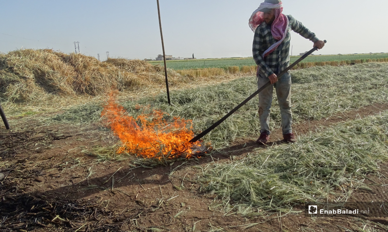 A field worker is burning a part of the wheat crops before its ripeness for the freekeh grains preparation process in Ihtimalat town northern Aleppo – 18 May 2020 (Enab Baladi /Abdul al-Salam Majaan)