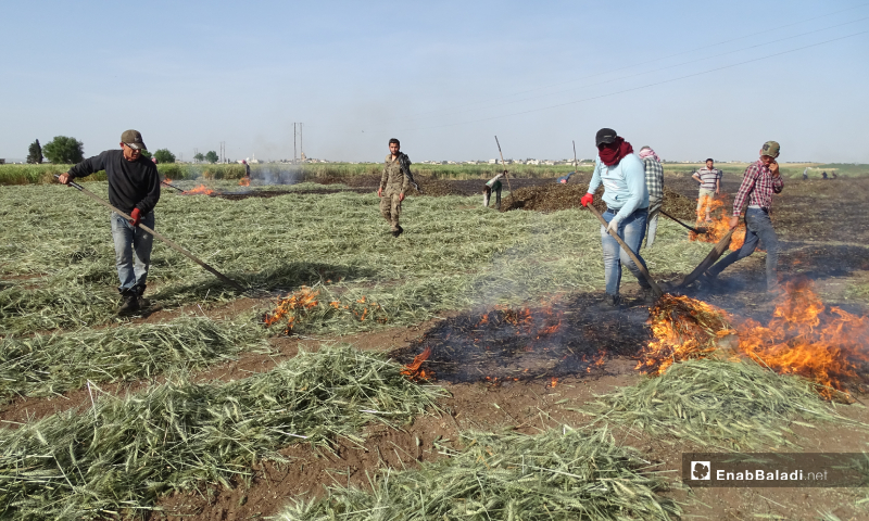 Field workers burn a part of the wheat crops before its ripeness for the freekeh grains preparation process in Ihtimalat town northern Aleppo – 18 May 2020 (Enab Baladi /Abdul al-Salam Majaan)