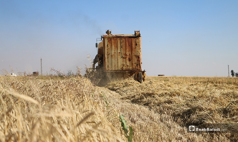 A combine harvesting barley crops in northern Aleppo countryside – 30 May 2020 (Enab Baladi / Abdul al-Salam Majaan)