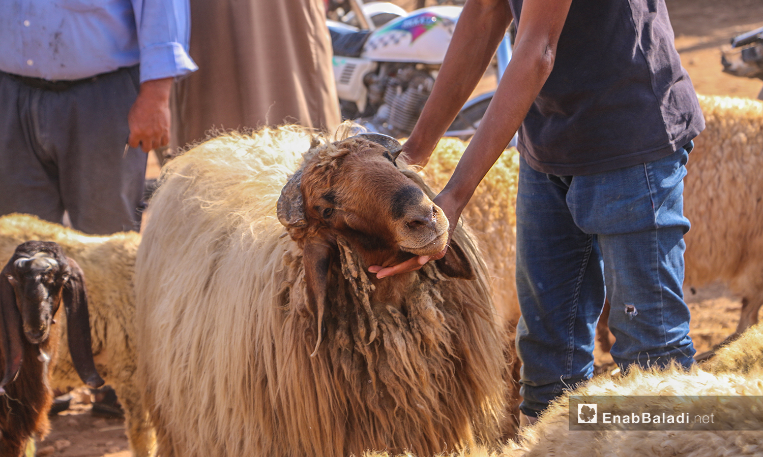The sheep market in Arshaf town of northern Aleppo countryside days before Eid al-Adha – 27 July 2020 (Enab Baladi / Abdul Salam Majan)