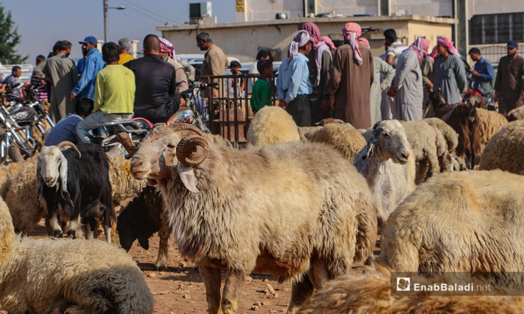 The sheep market in Arshaf town of northern Aleppo countryside days before Eid al-Adha – 27 July 2020 (Enab Baladi / Abdul Salam Majan)