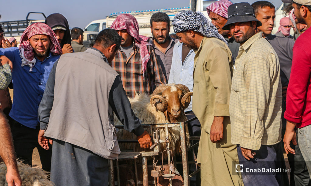 Weighing sheep in Arshaf town’s market in northern Aleppo countryside – 27 July 2020 (Enab Baladi / Abdul Salam Majan)