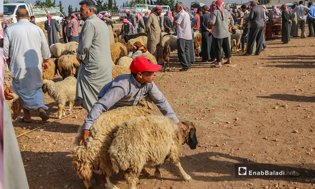 Sheep offered for sale in Arshaf town’s market in northern Aleppo countryside – 27 July 2020 (Enab Baladi / Abdul Salam Majan)