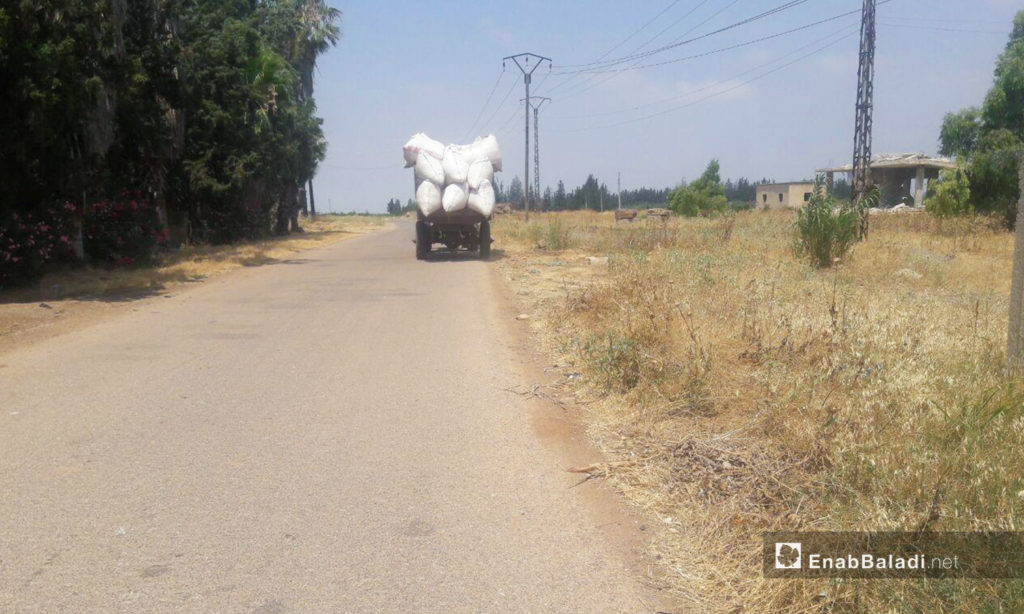 Wheat harvesting season in western Daraa countryside – 05 July 2020 (Enab Baladi / Halim Mohammed)