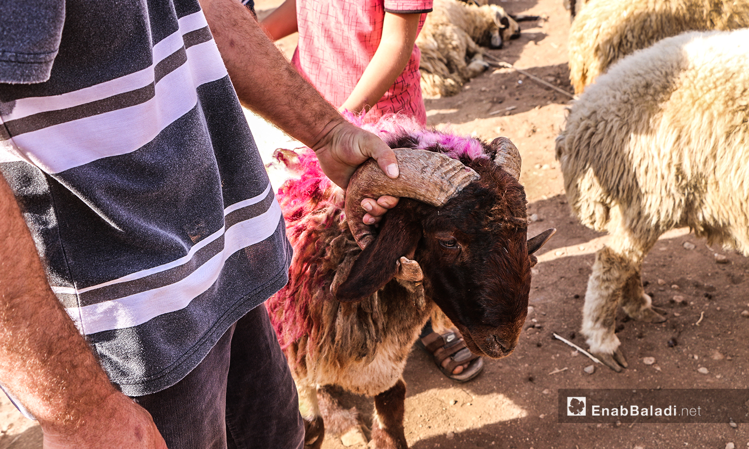 The purchase of sheep in Arshaf town days before Eid al-Adha – 27 July 2020 (Enab Baladi / Abdul Salam Majan)