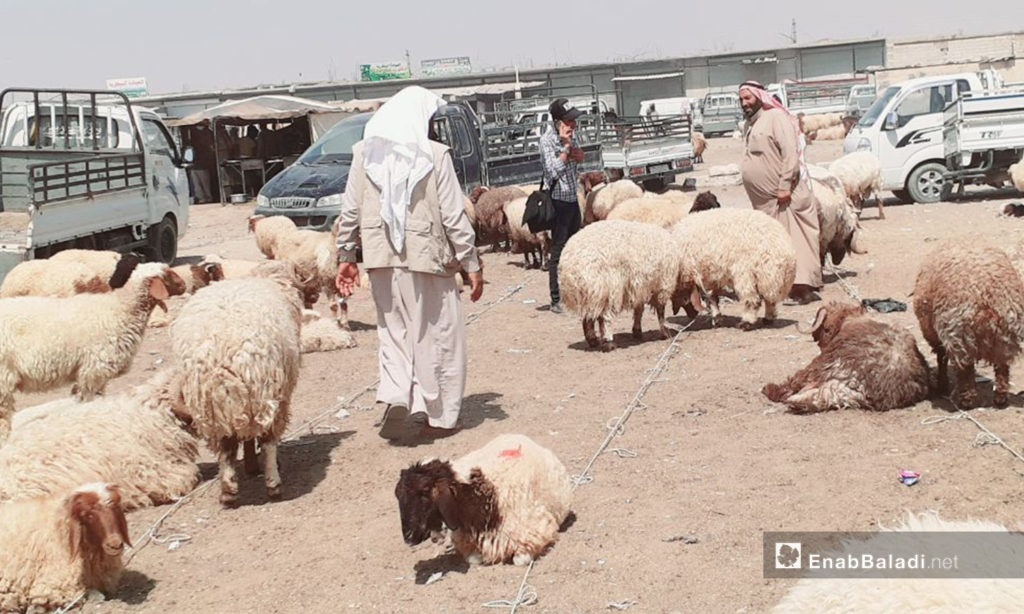 A man standing between the sheep in al-Raqqa city before Eid al-Adha – 29 July 2020 (Enab Baladi / Abdul Aziz Saleh)