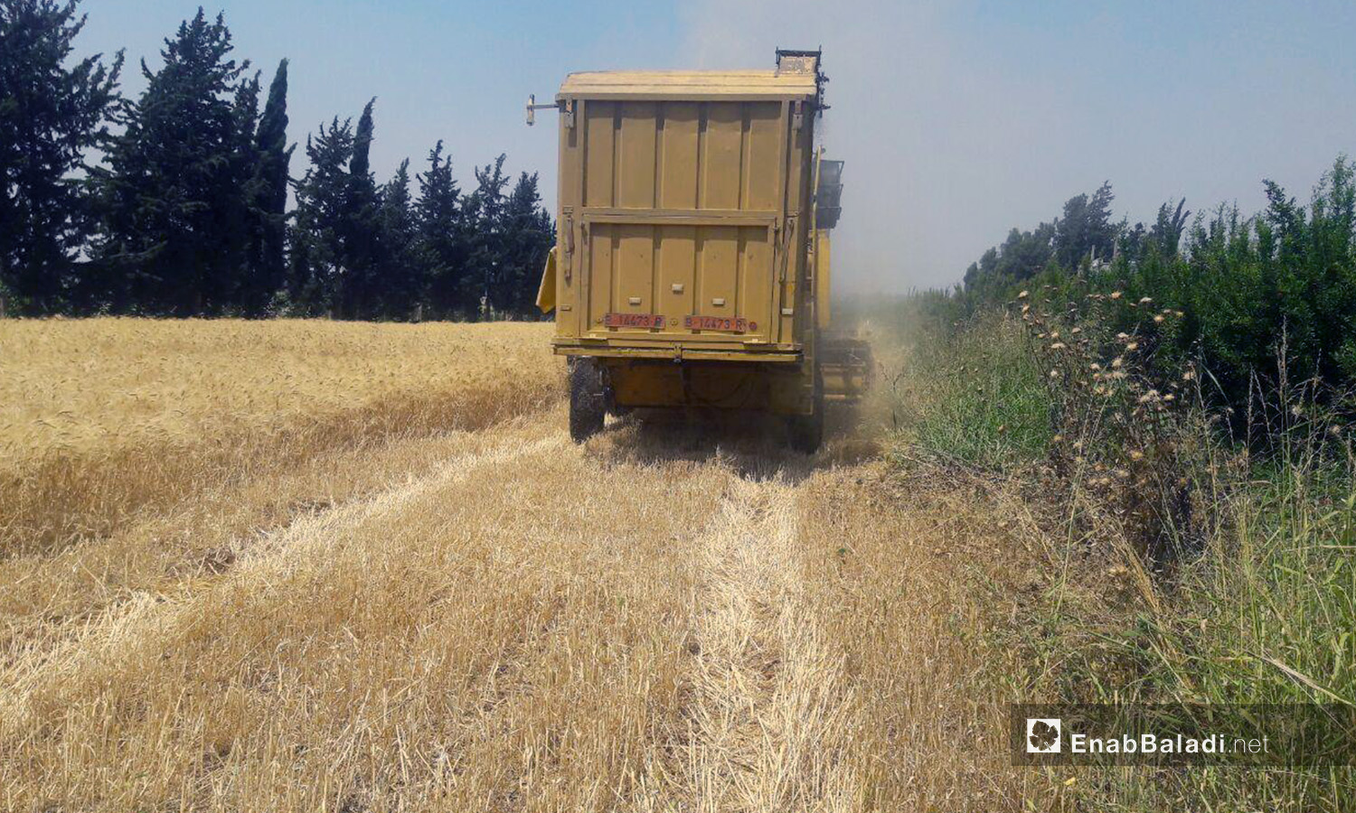 
A combine harvesting wheat in western Daraa countryside – 05 July 2020 (Enab Baladi / Halim Mohammed)
