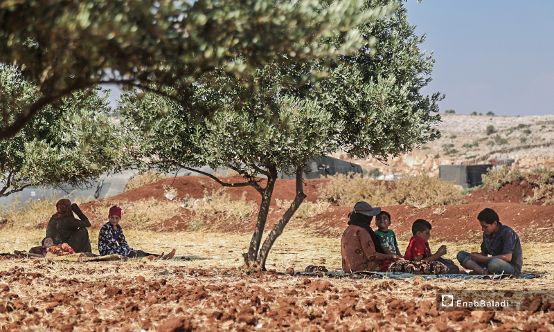 Families sitting under olive trees to escape the summer heat in the camps of internally displaced people (IDPs) in northern Idlib countryside – 07 July 2020 (Enab Baladi / Yousef Ghuraibi)